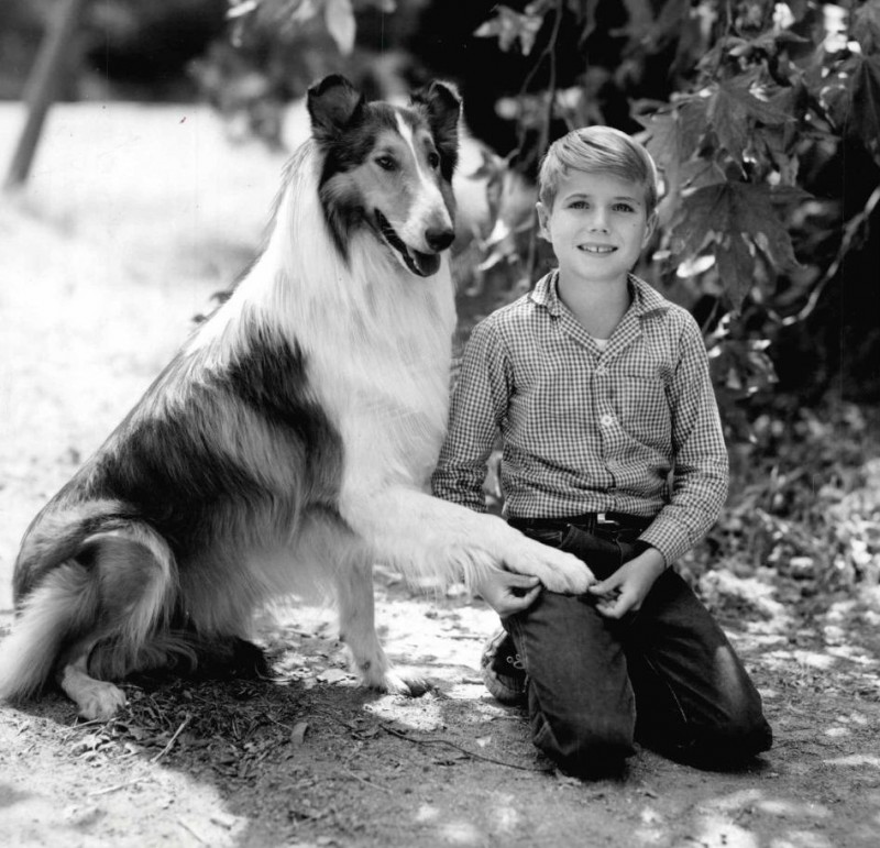 Lassie: The Wayfarers (1964) - Movie